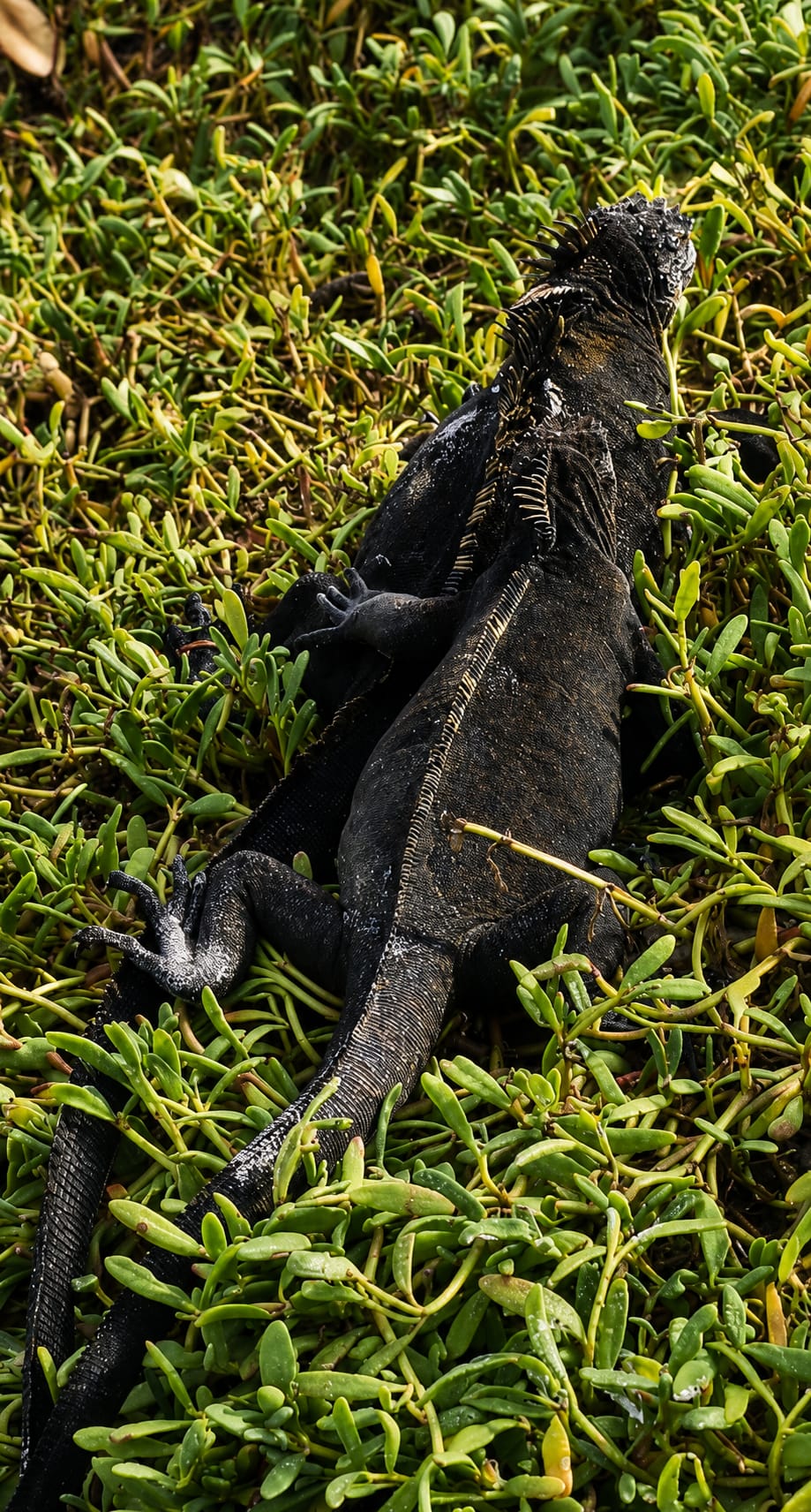 Viaggio Ecuador e Galapagos